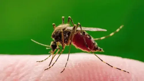 What are the 10 Causes of Malaria?